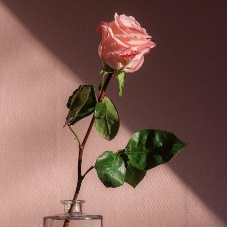 Bild: Tirza van Dijk